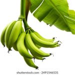 糖心vlog在线 igjs5q