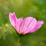 日本欧美色视频 tfjmx9